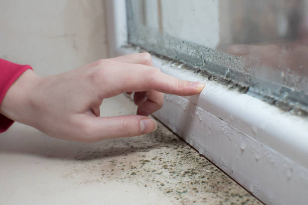  Olney, IL Mold Removal Pros