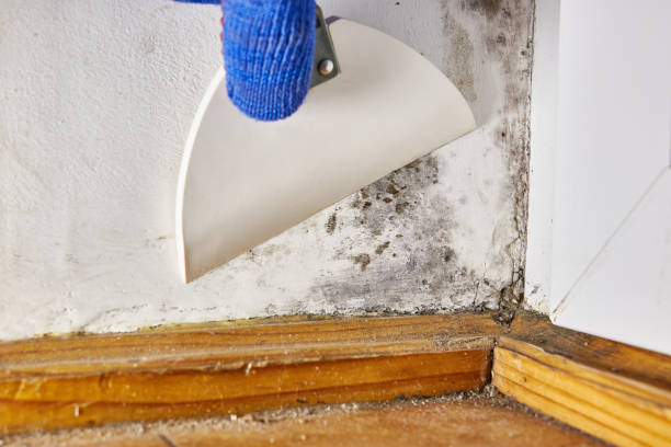 Best Mold Odor Removal Services  in Olney, IL