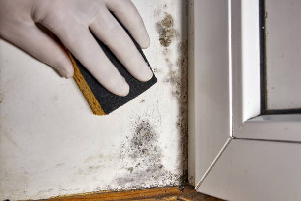 Best Attic Mold Removal  in Olney, IL